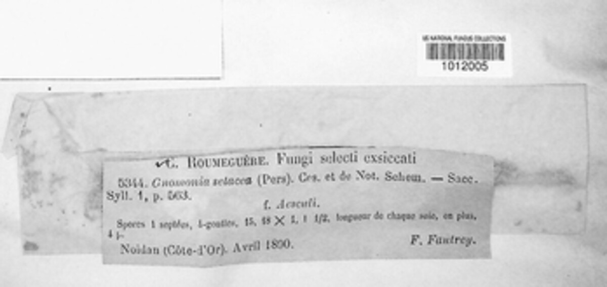 Ophiognomonia setacea image